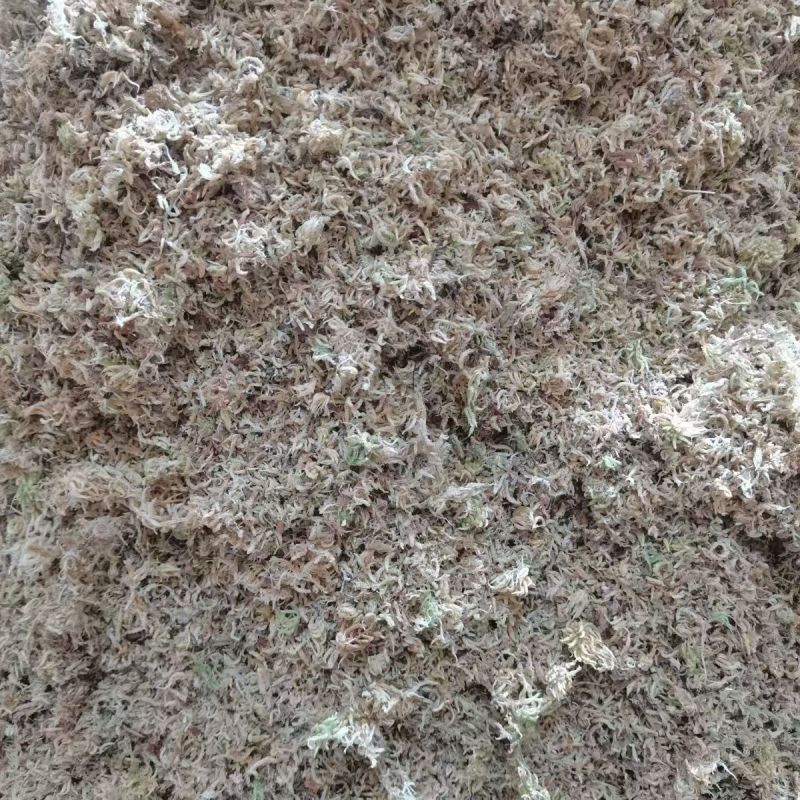 水苔.湖南纯野生水苔，兰花专用.海草花一手货源产地直供