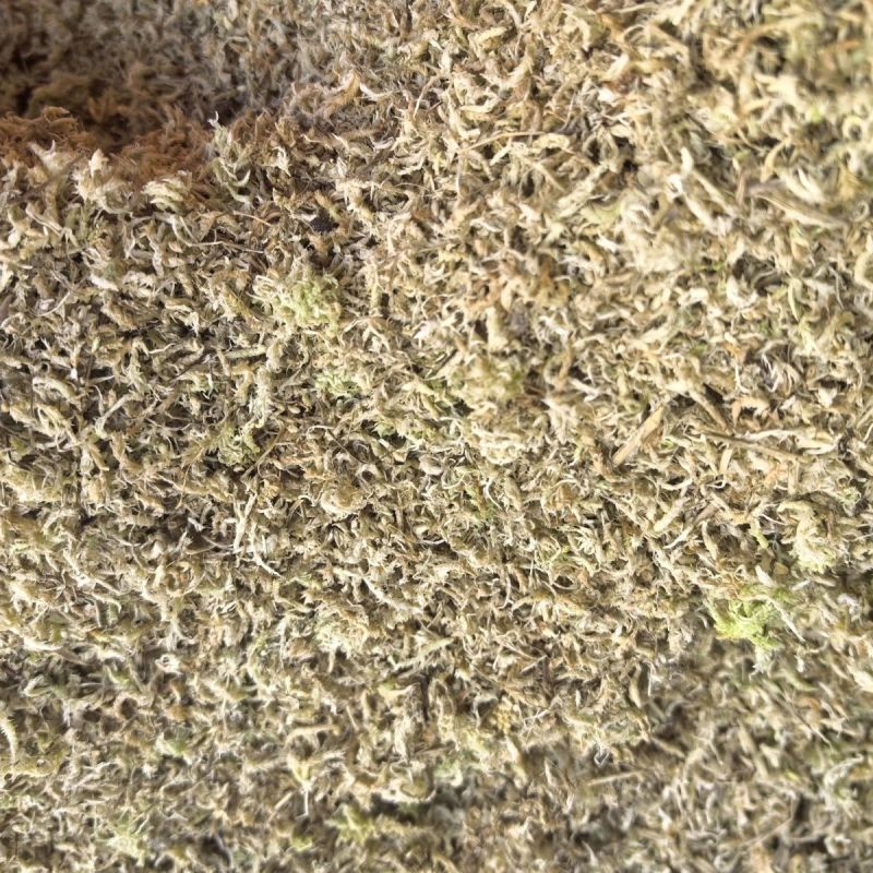水苔.湖南纯野生水苔，兰花专用.海草花一手货源产地直供