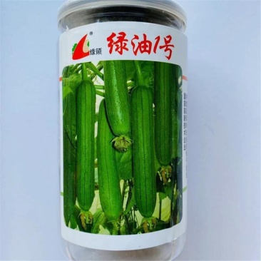 绿油一号丝瓜种子早熟绿油皮短棒肉丝瓜种籽清香丝瓜种子