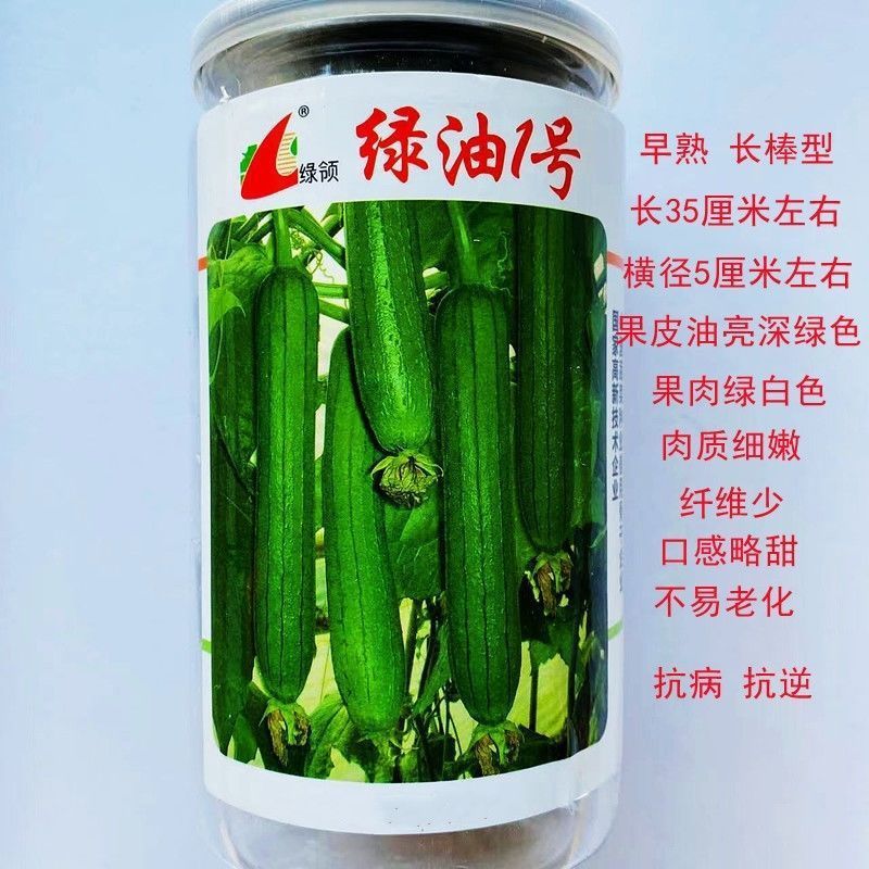 绿油一号丝瓜种子早熟绿油皮短棒肉丝瓜种籽清香丝瓜种子