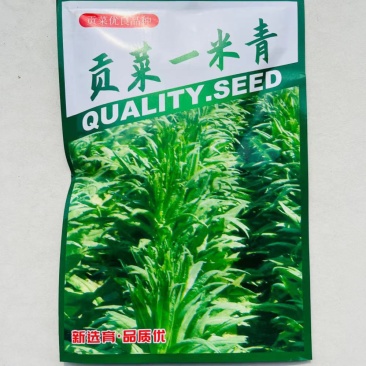 贡菜一米青贡菜专用种子优选提纯高产抗旱抗病品相好