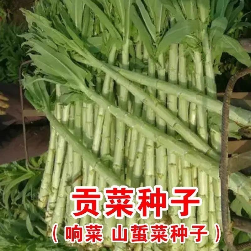贡菜一米青贡菜专用种子优选提纯高产抗旱抗病品相好