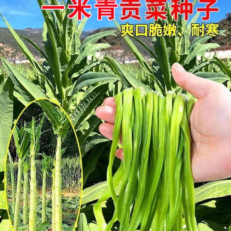 贡菜一米青贡菜专用种子优选提纯高产抗旱抗病品相好