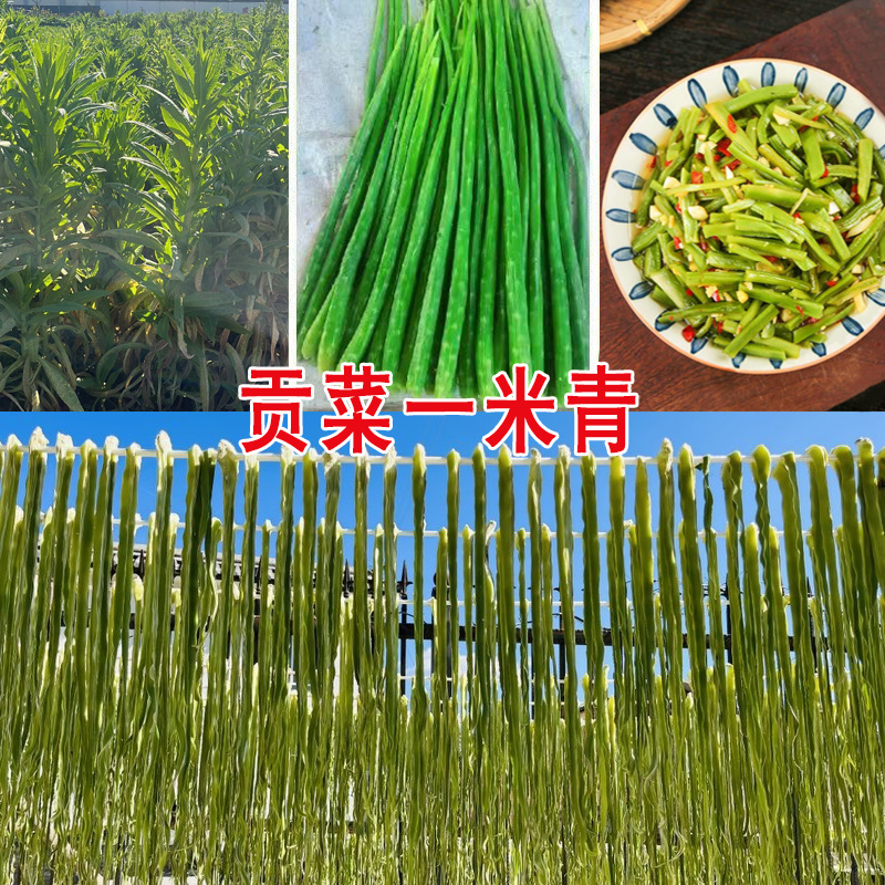 贡菜一米青贡菜专用种子优选提纯高产抗旱抗病品相好