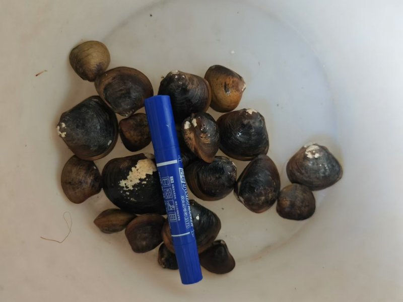 蚬肉，味道鲜美，爆炒好吃到哭