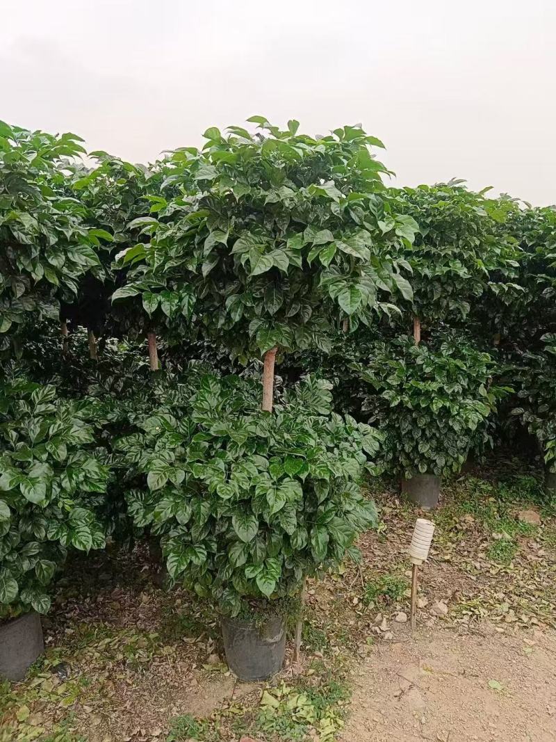 幸福树绿宝广州市基地直销电商货档口货长期供应