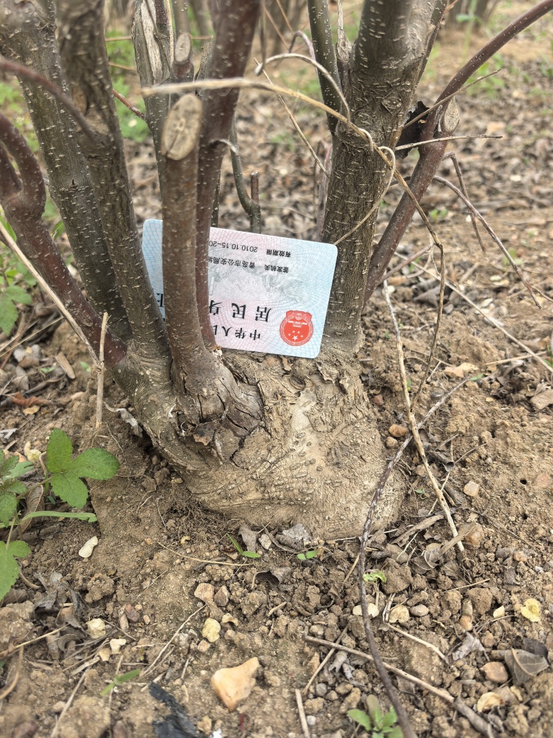 北美冬青十年大树清地处理单棵年切枝10+