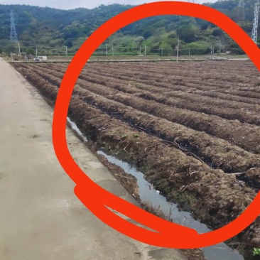 水田出租
