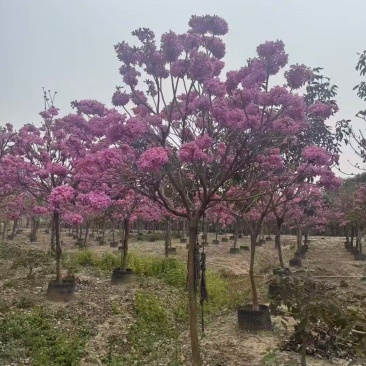 紫风铃木基地发货规格齐全量大从优质量保证欢迎咨询