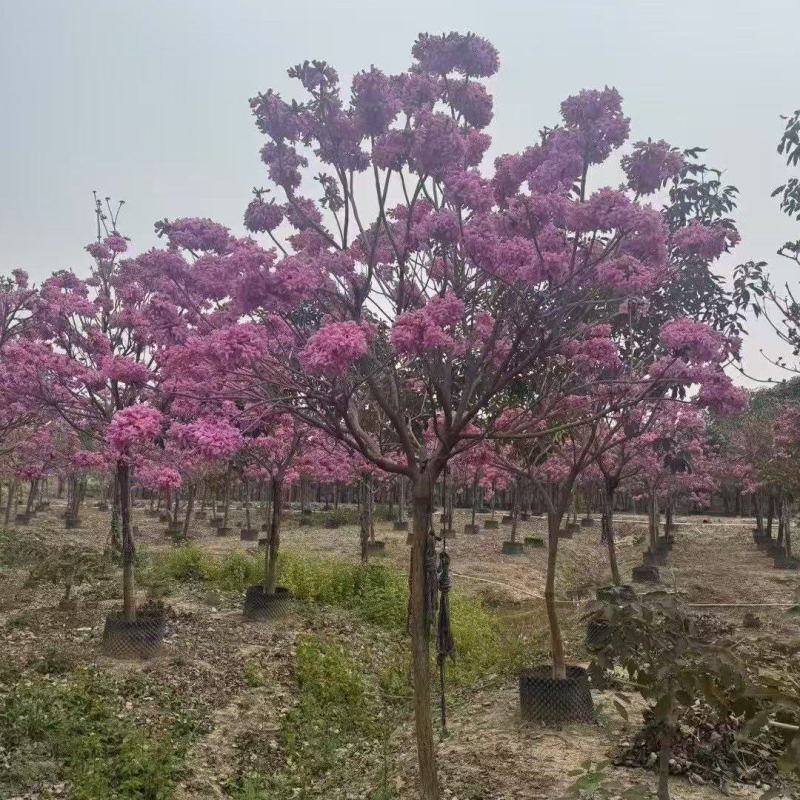 紫风铃木基地发货规格齐全量大从优质量保证欢迎咨询