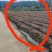 水田出租