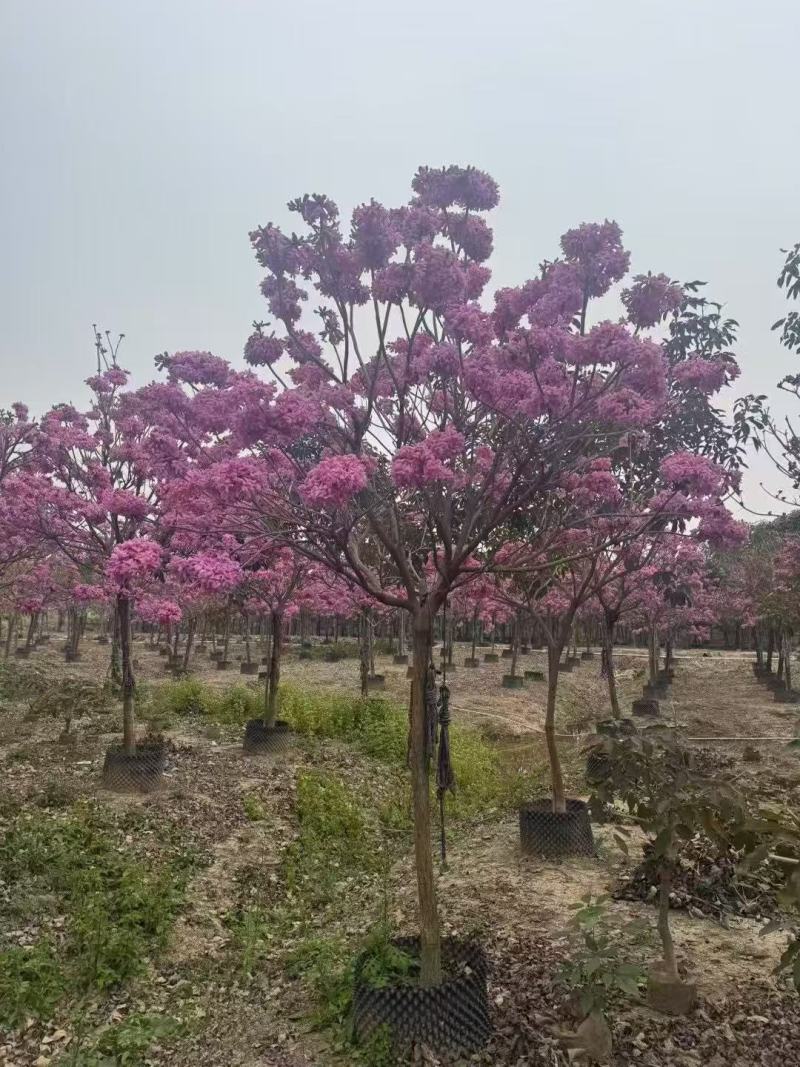 紫风铃木基地发货规格齐全量大从优质量保证欢迎咨询