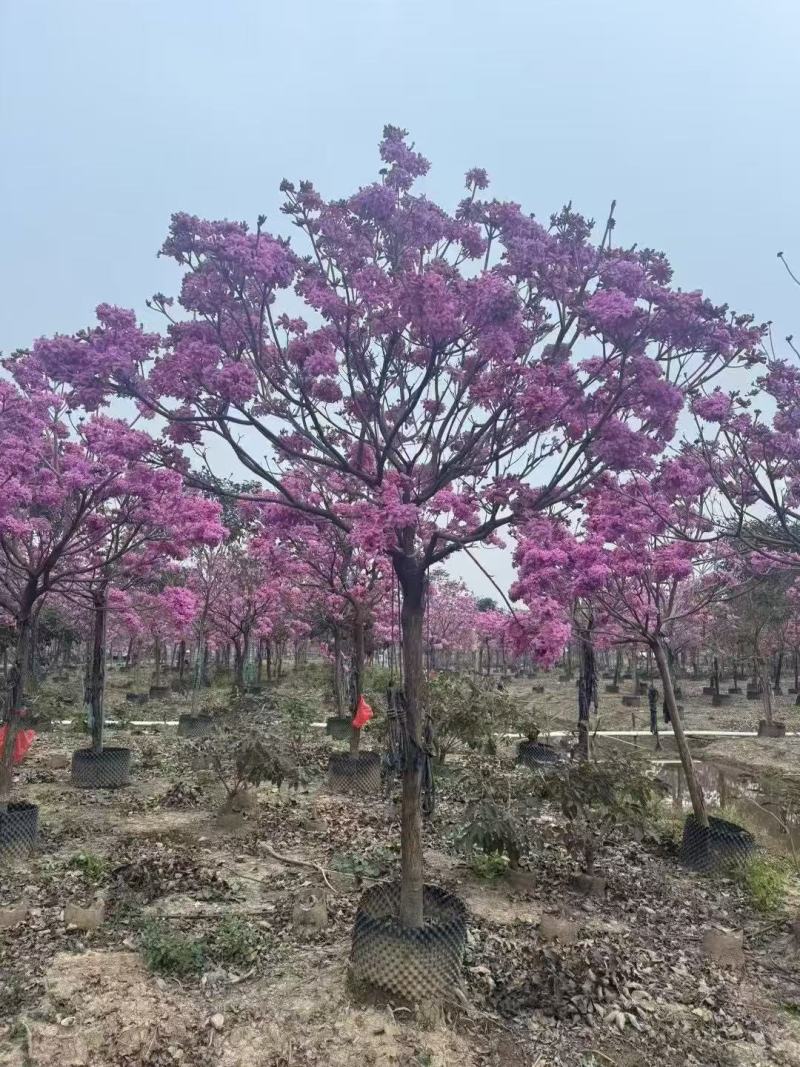 紫风铃木基地发货规格齐全量大从优质量保证欢迎咨询