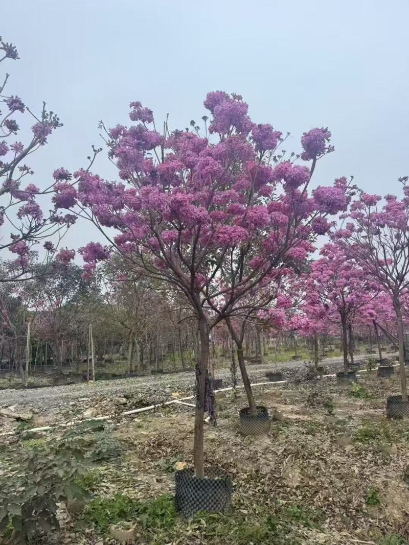 紫风铃木基地发货规格齐全量大从优质量保证欢迎咨询