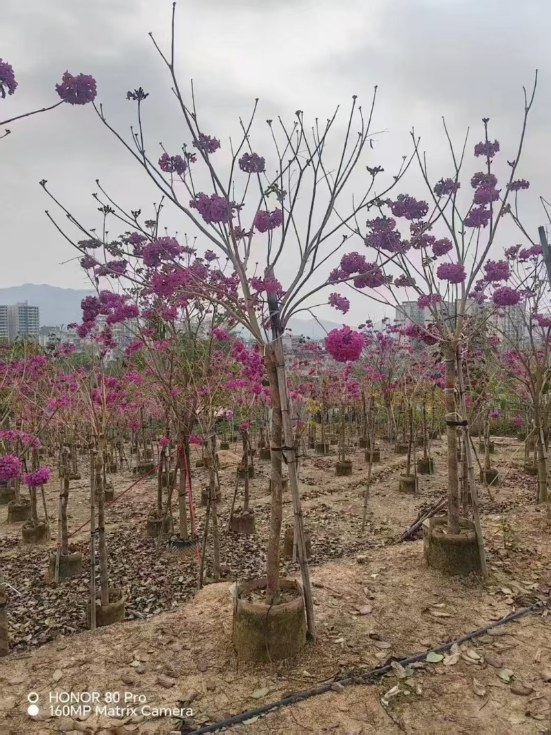紫风铃木基地发货规格齐全量大从优质量保证欢迎咨询