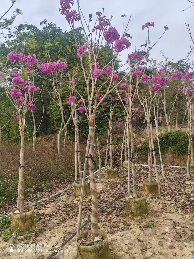 紫风铃木基地发货规格齐全量大从优质量保证欢迎咨询