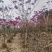 紫风铃木基地发货规格齐全量大从优质量保证欢迎咨询