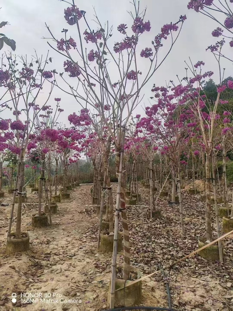 紫风铃木基地发货规格齐全量大从优质量保证欢迎咨询