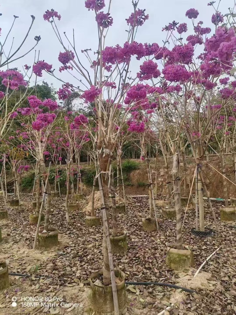紫风铃木基地发货规格齐全量大从优质量保证欢迎咨询