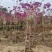 紫风铃木基地发货规格齐全量大从优质量保证欢迎咨询