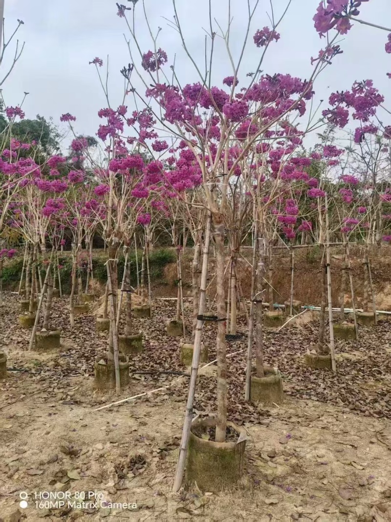紫风铃木基地发货规格齐全量大从优质量保证欢迎咨询