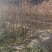 山西杏树苗大量供货成活率高免费技术指导欢迎来电
