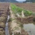 水田出租