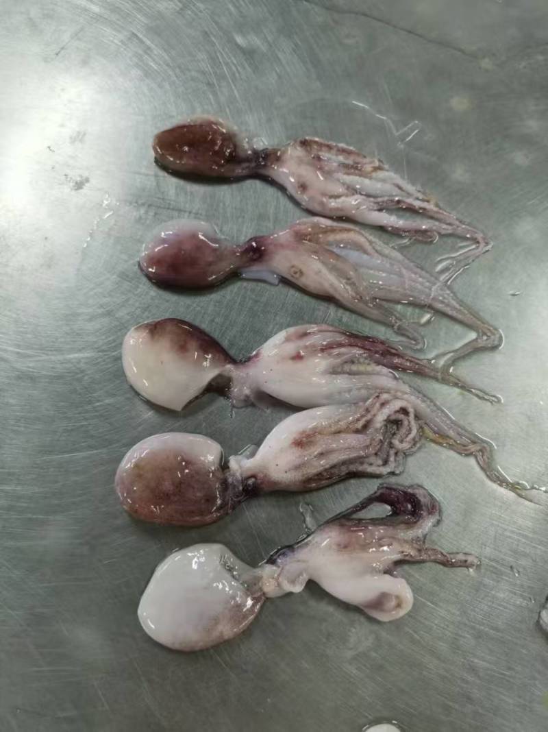次品小八爪适用快餐店