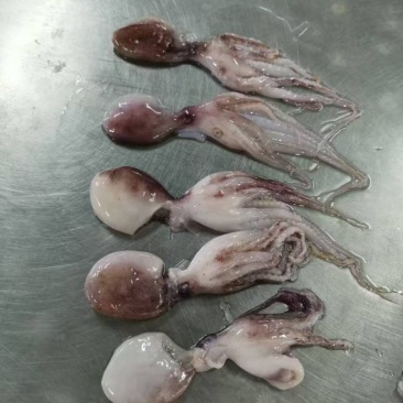 次品小八爪适用快餐店