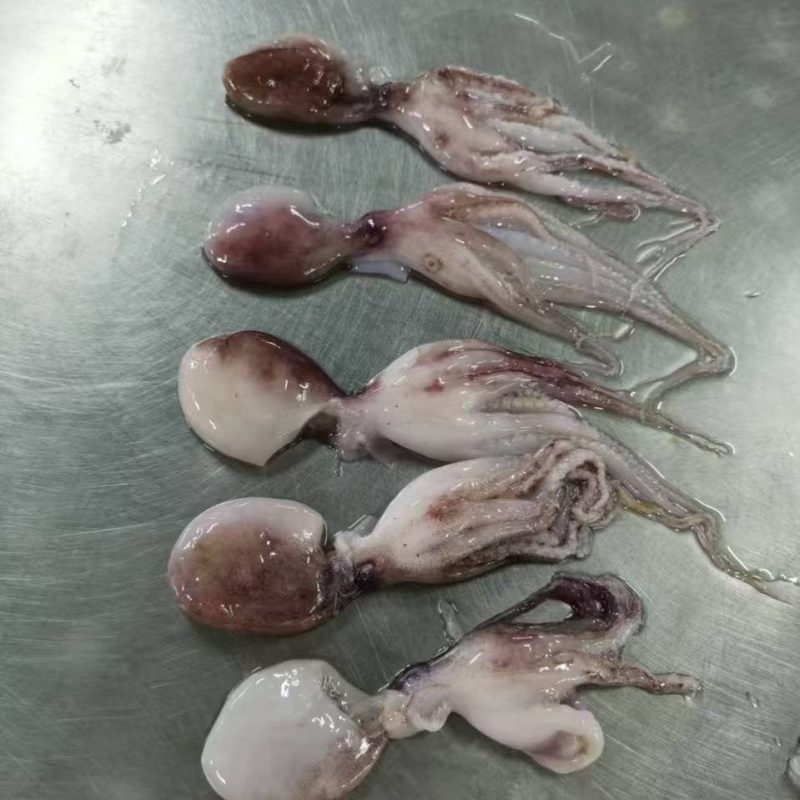 次品小八爪适用快餐店