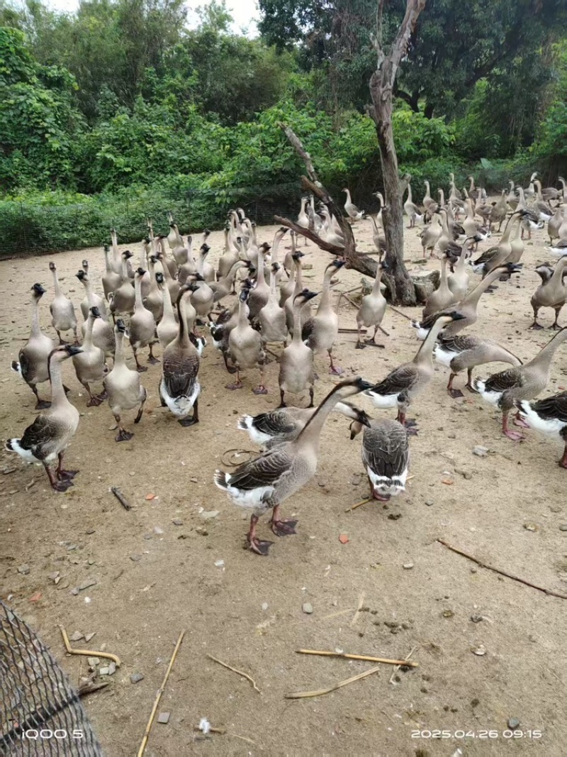 活鹅高端阳江鹅基地直销量大质优价格优惠一手货源