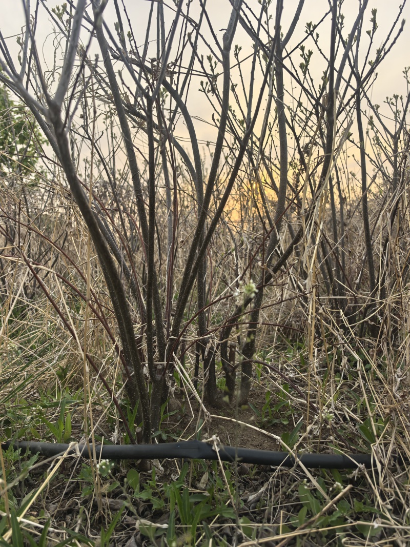 北美冬青十年大树清地处理单棵年切枝10+