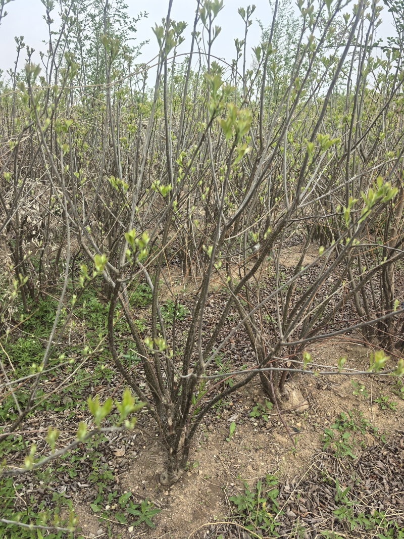 北美冬青十年大树清地处理单棵年切枝10+