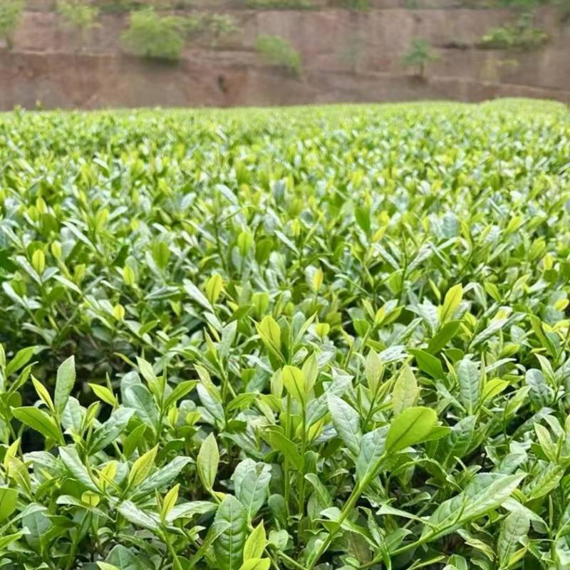 铁观音中端口粮茶