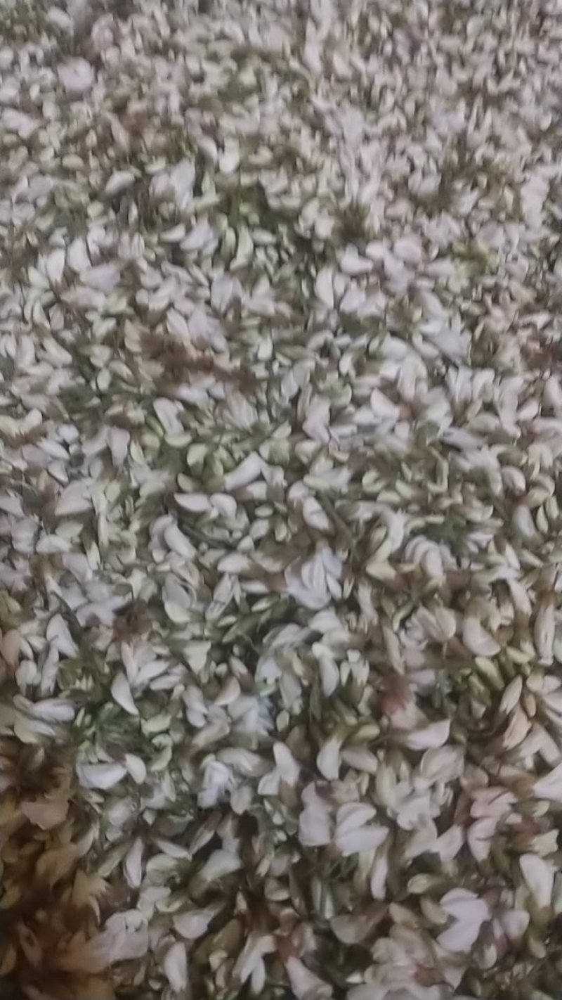 洋槐花苞