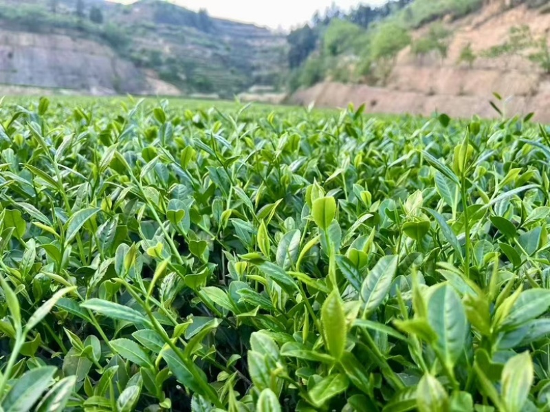 铁观音中端口粮茶