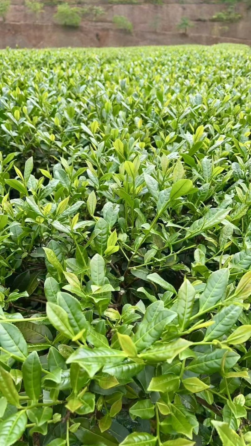 铁观音中端口粮茶