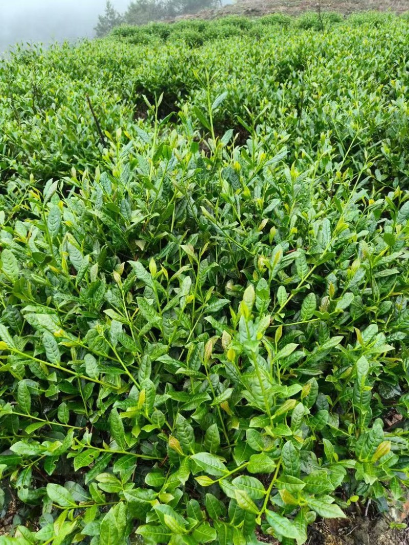 铁观音中端口粮茶