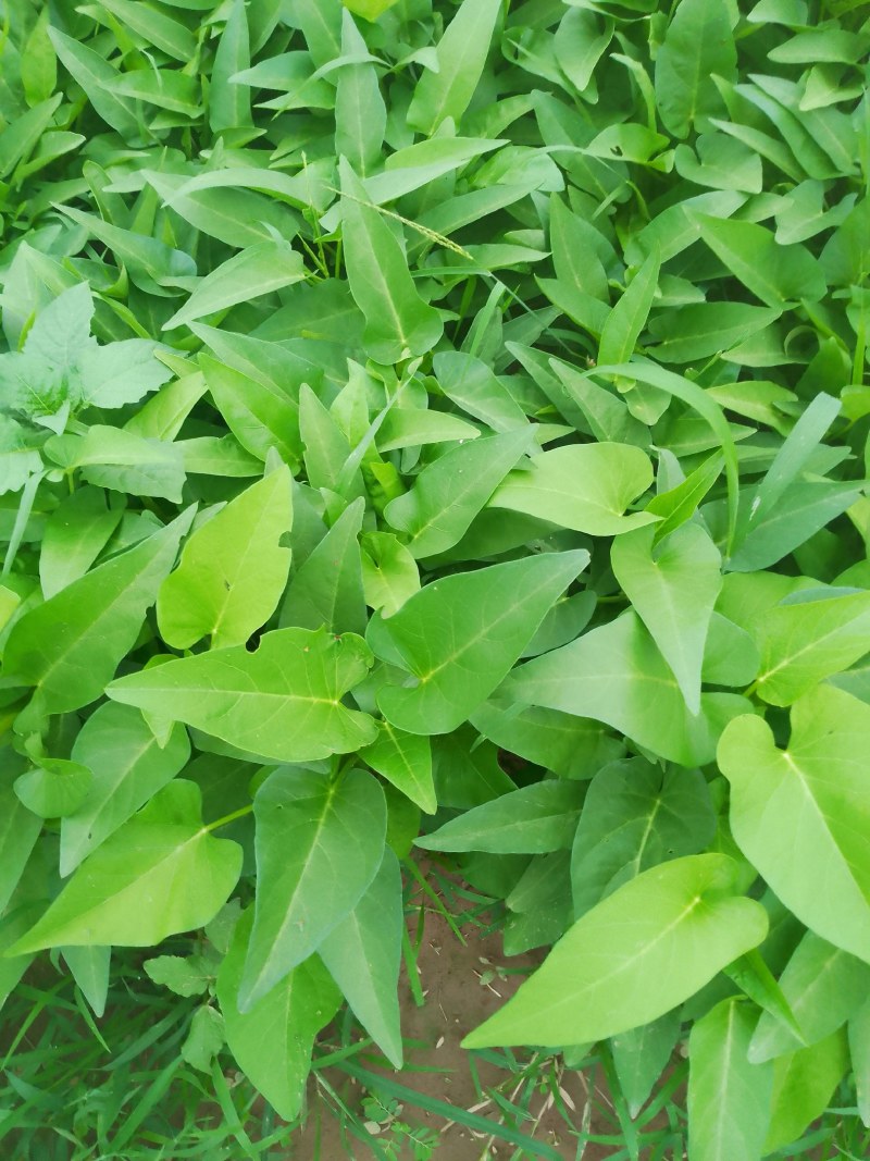空心菜