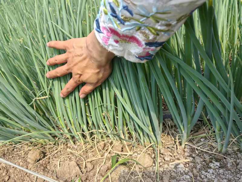 精品山东葱苗全国可发量大从优价格透明一手货源