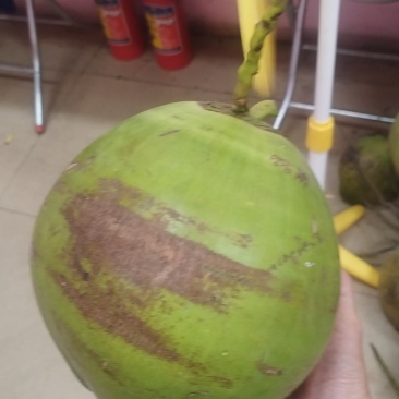 海南文昌椰青