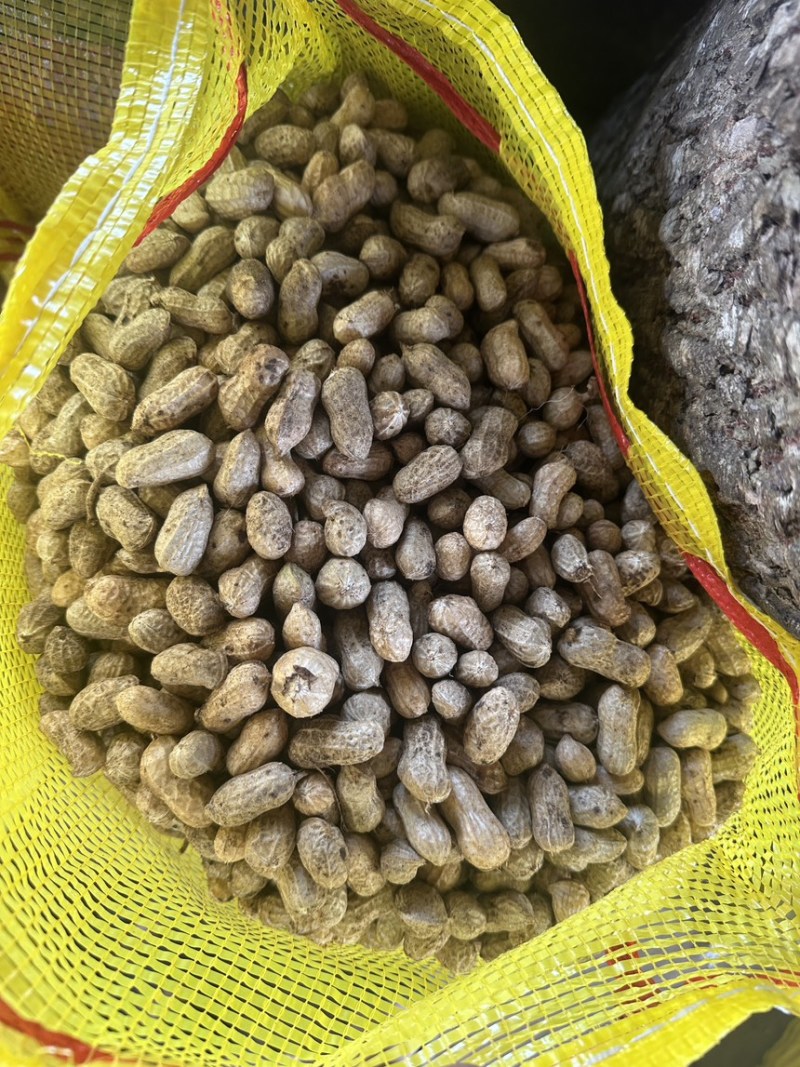精品鲜花生,专业对接电商,市场,加工厂,诚信经营品质保证