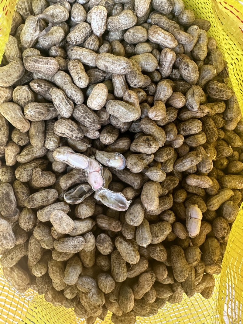 精品鲜花生,专业对接电商,市场,加工厂,诚信经营品质保证