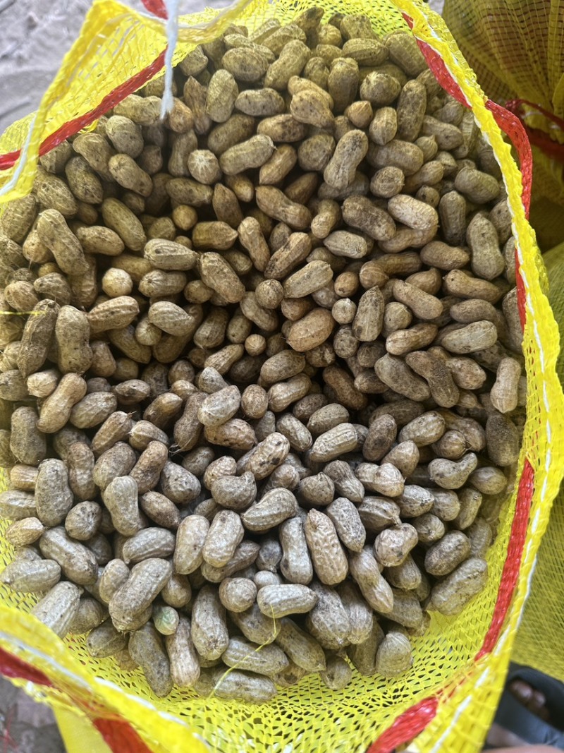 精品鲜花生,专业对接电商,市场,加工厂,诚信经营品质保证