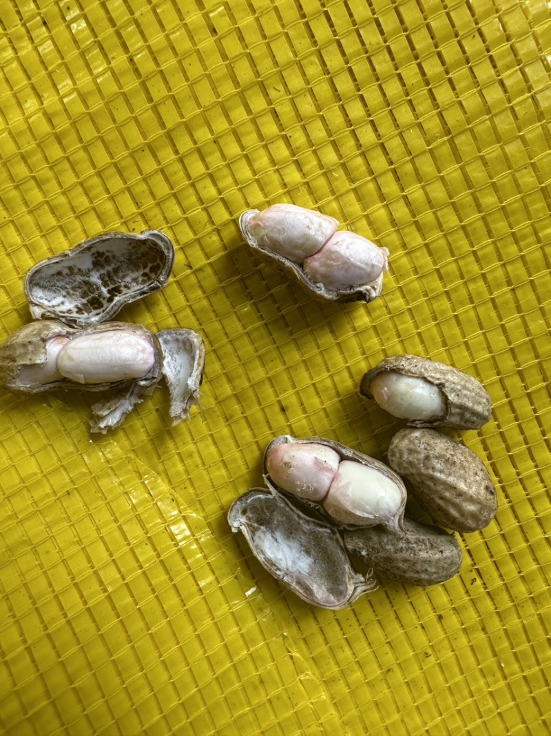 精品鲜花生,专业对接电商,市场,加工厂,诚信经营品质保证