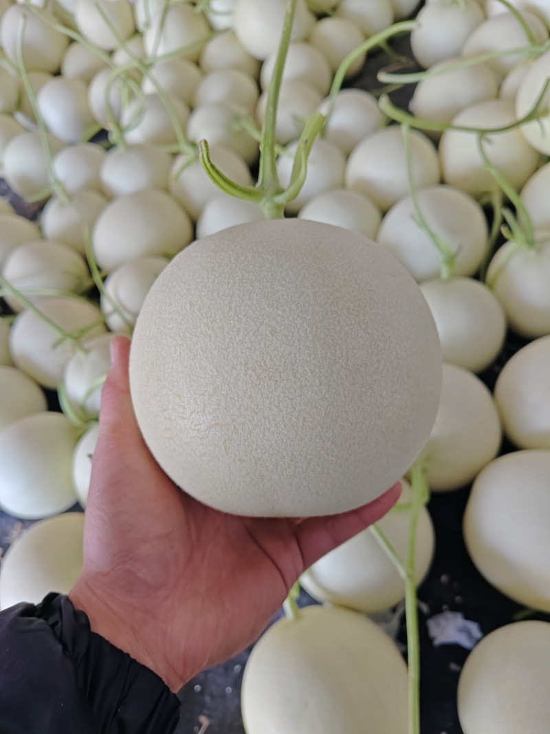 冰淇淋玉菇甜瓜奶香蜜白玉茹档口商超社区团购电商直播