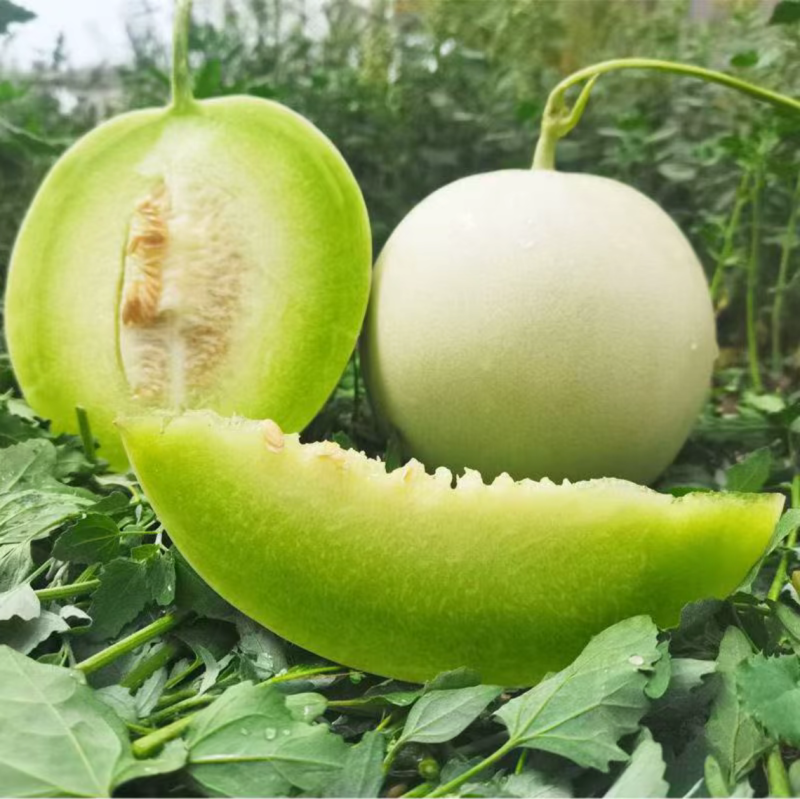 冰淇淋玉菇甜瓜奶香蜜白玉茹档口商超社区团购电商直播