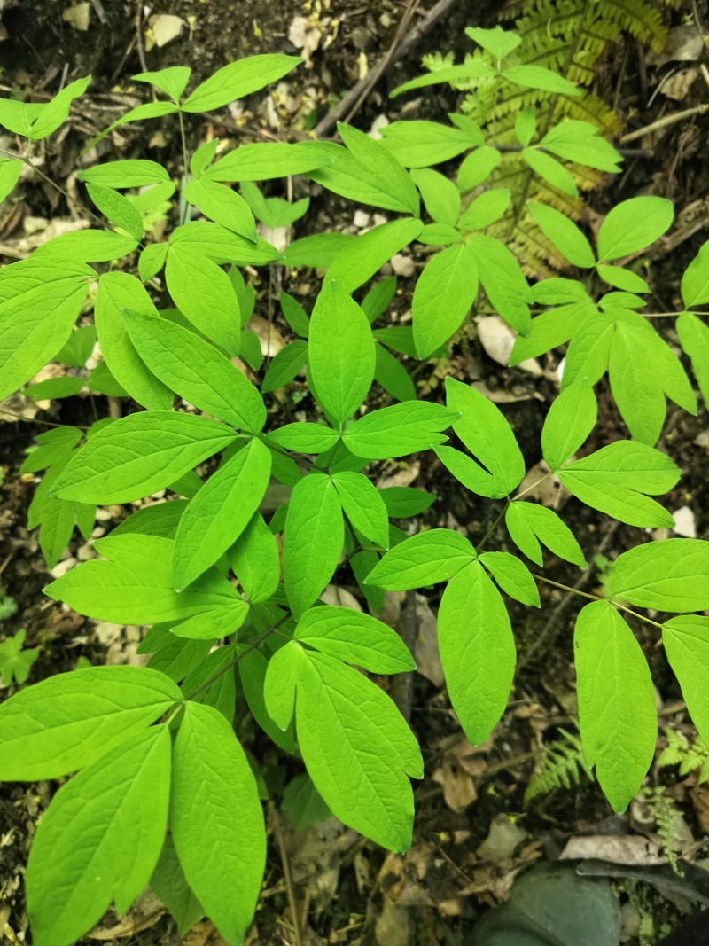 野生红毛七红毛三七鸡骨升麻大山野生鲜货干货