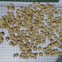 【品质保障】甘肃黄芪圆片产地直供量大优惠对接全国