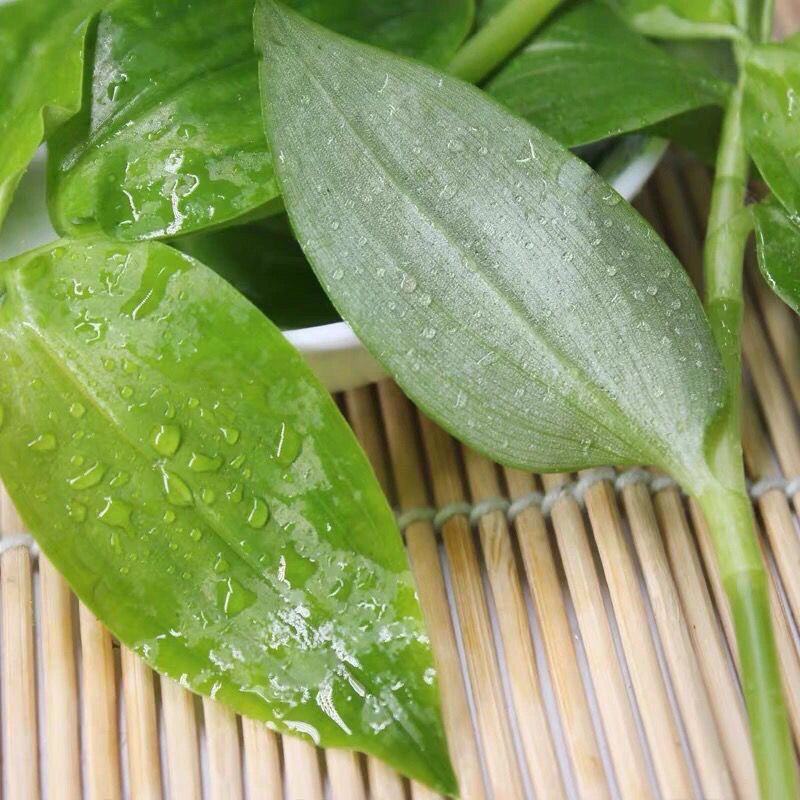 新鲜可食用石斛苗，单独包装菜200克一包